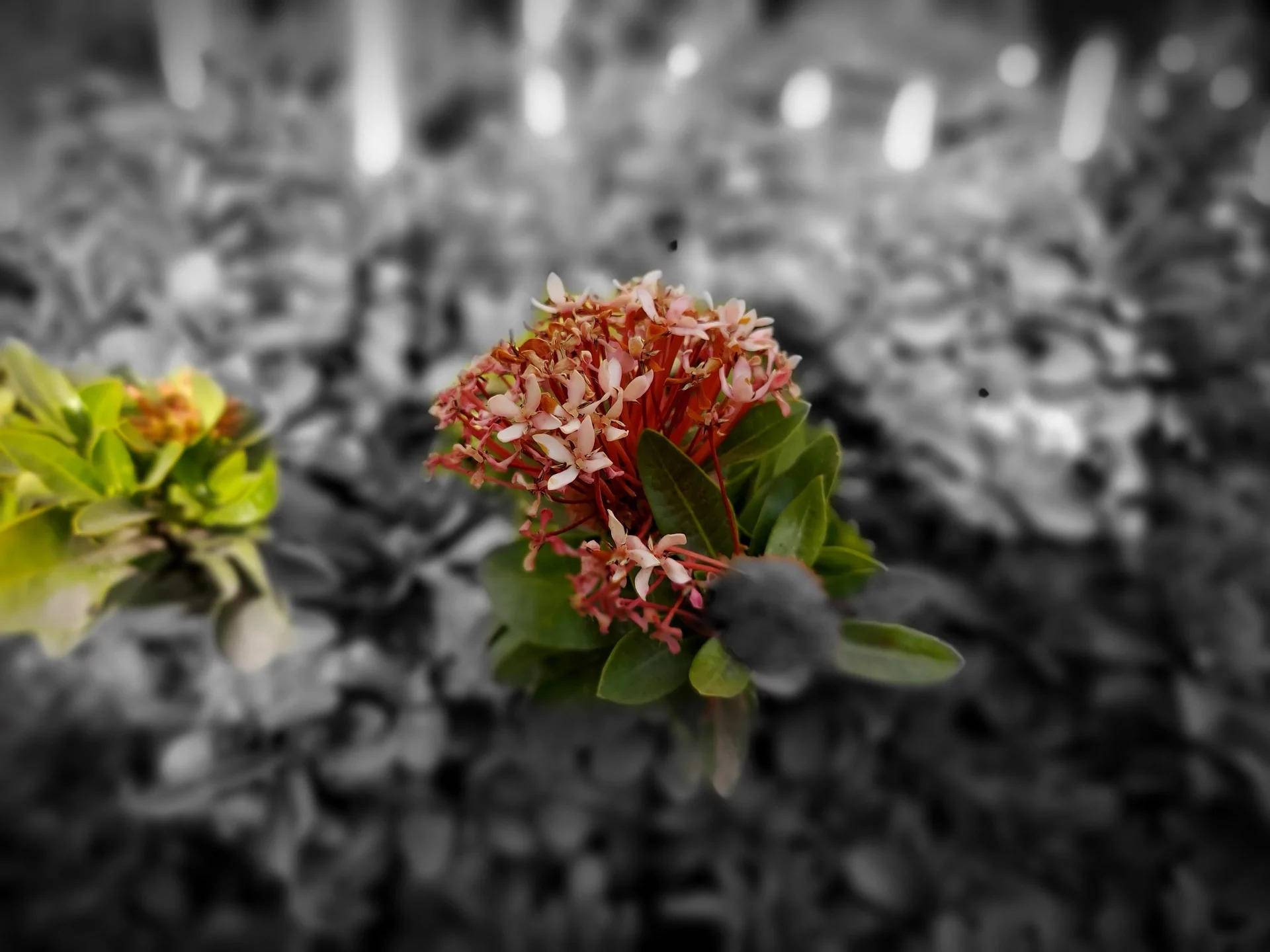 三星s10lite的详细参数,三星GalaxyS10Lite版本