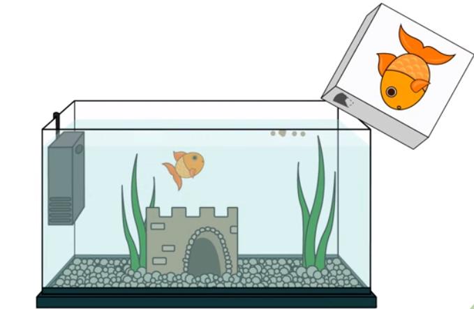 金鱼养多了怎么处理,金鱼养得越来越瘦