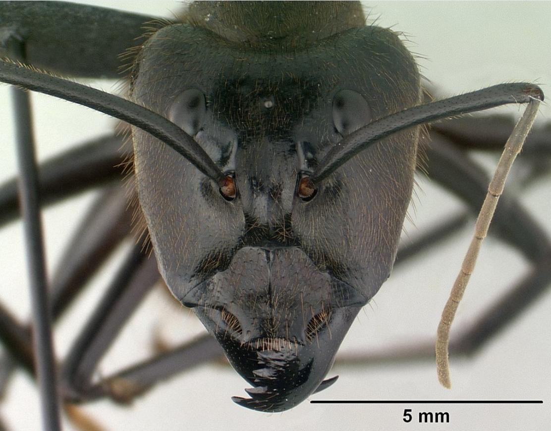 50只巨人恐蚁有多可怕,广州查获50只巨型蚂蚁