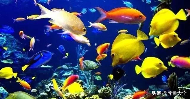 十大观赏鱼漂亮,最有价值的观赏鱼品种有哪些