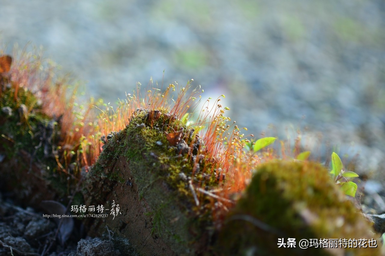 种植苔藓养护方法,苔藓怎么养护才能长得好