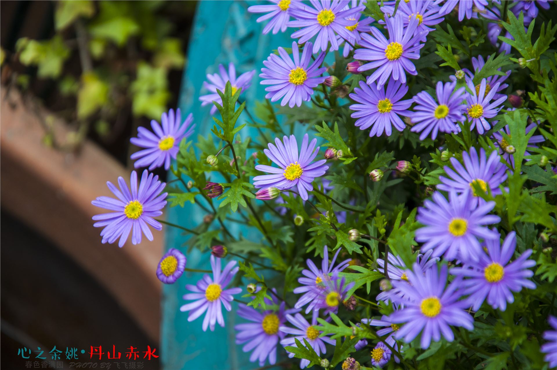 丹山赤水的老柿林景区,丹山赤水柿林古村