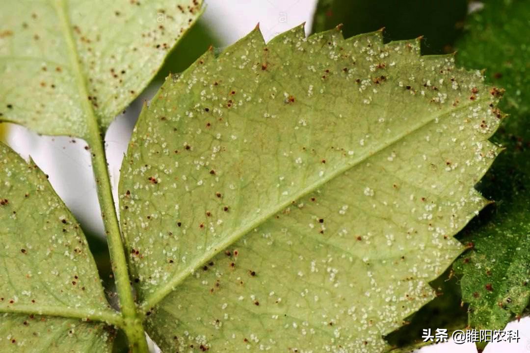 哪些红蜘蛛药能杀成螨,红蜘蛛的药可以杀蚜虫吗