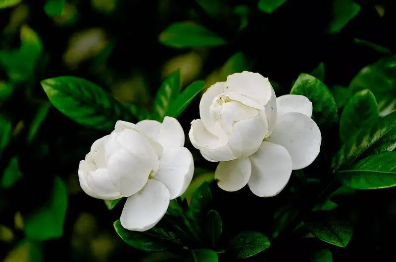 养花新手老养死花,献给那些总把花养死的人