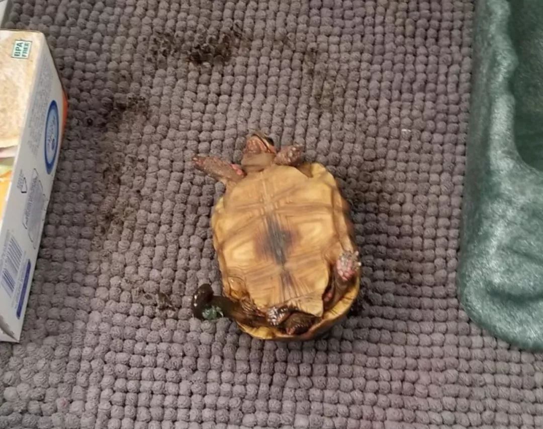 参加前男友婚礼化妆,参加前男友婚礼变装的视频