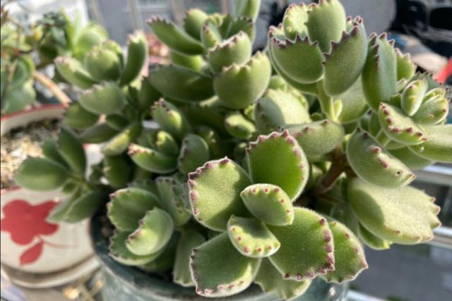 多肉熊童子掉的叶子能扦插吗,多肉熊童子叶子脏了怎样清理