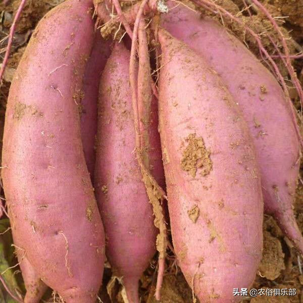 国庆小长假，出去浪不如回老家收庄稼，儿时这5种农活你做过哪些