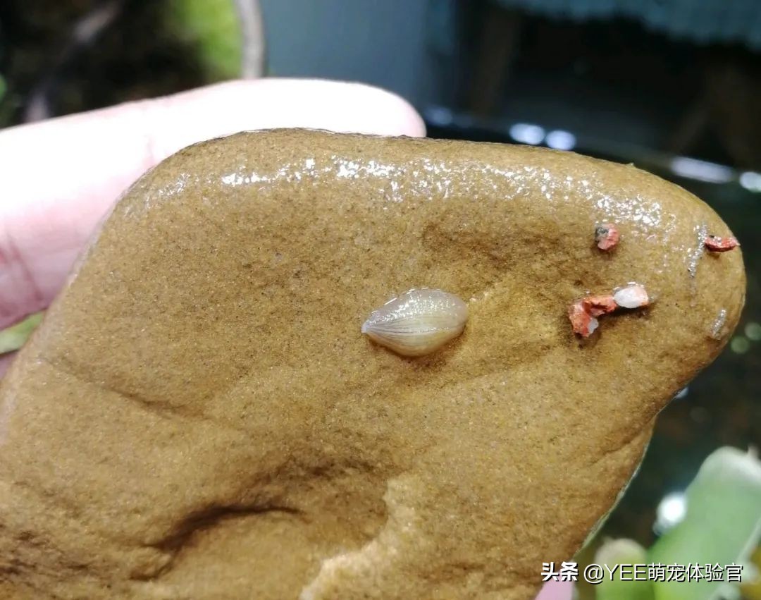 草缸里有蚂蝗如何处理,养鱼蚂蟥