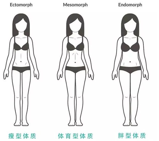 内胚中胚外胚怎么区别,外胚中胚内胚哪个好看