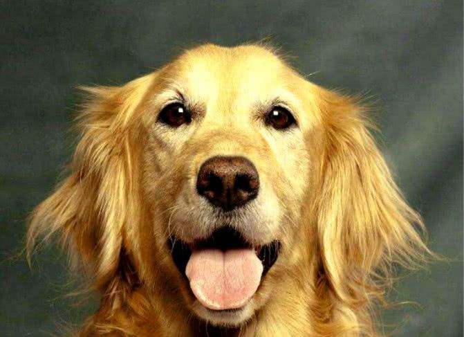 狗狗要每天给它洗脸吗,不给狗狗吹毛会不会生病