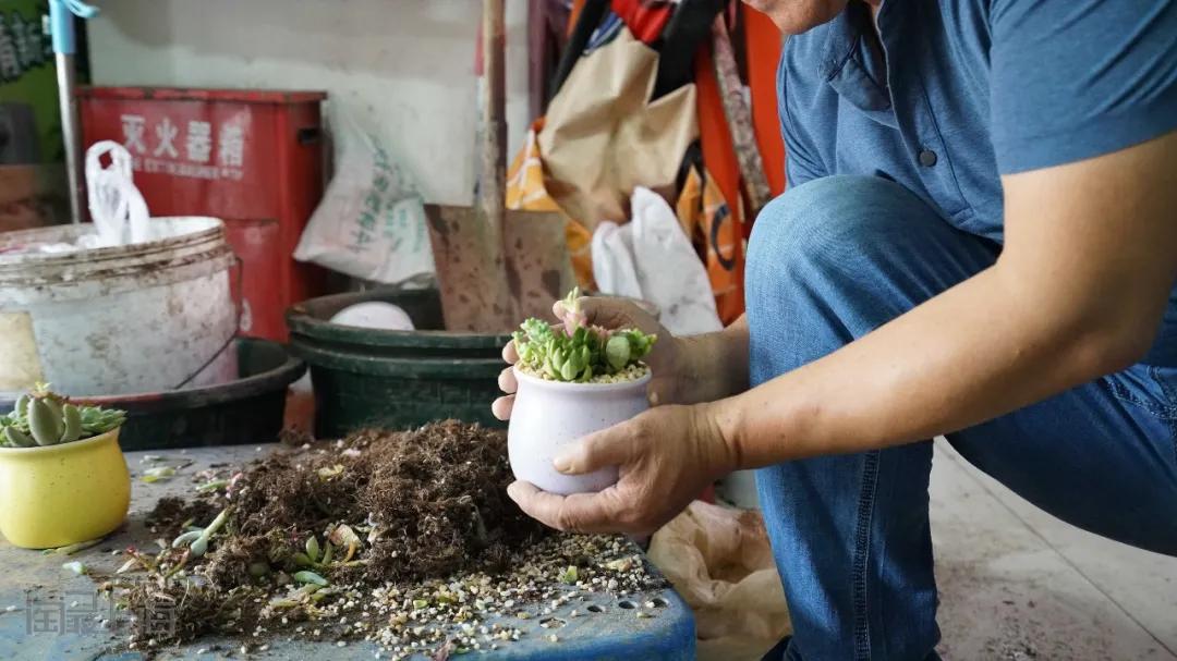 花卉市场晚上营业,今天的花卉市场