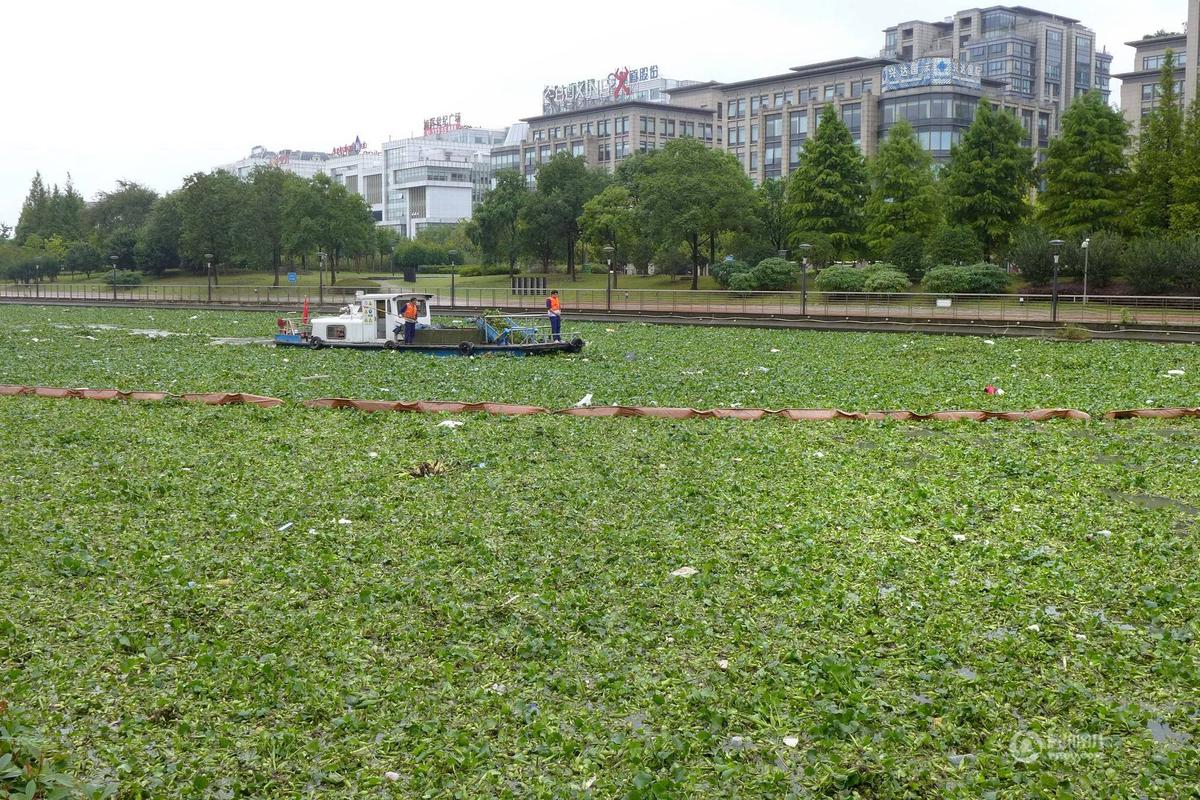 水葫芦泛滥成灾如今为何消失了,比水葫芦泛滥成灾还要厉害的植物