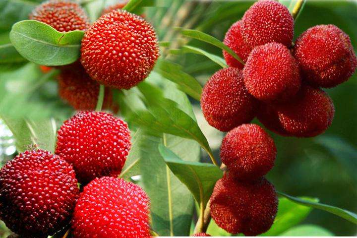 杨梅泡了酒还可以做杨梅干吗,怎么洗杨梅干杨梅更好吃呢