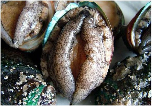 看图识海鲜，这些水产海鲜你都认识吗？