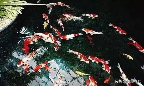 养锦鲤的十大注意事项,养锦鲤的10大忌