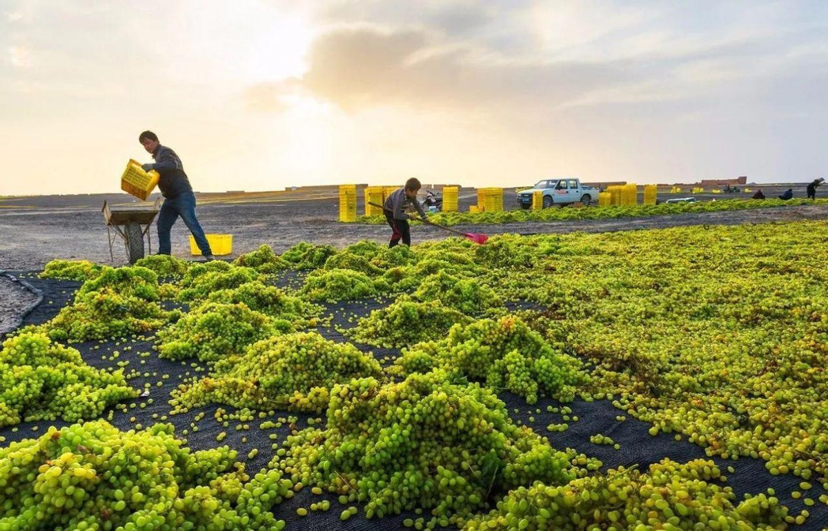 新货新疆无核葡萄干,新疆葡萄干为什么不从本地发货