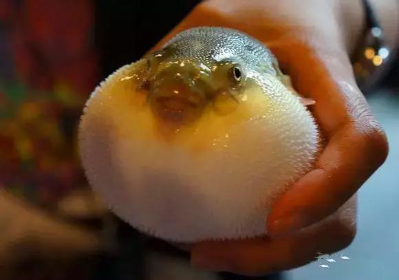 海南渔民整理的海鲜大全,渔民海鲜介绍