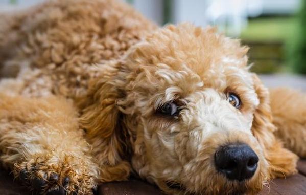 泰迪犬初老的5大表现你家有哪些,泰迪犬不尊重主人的表现