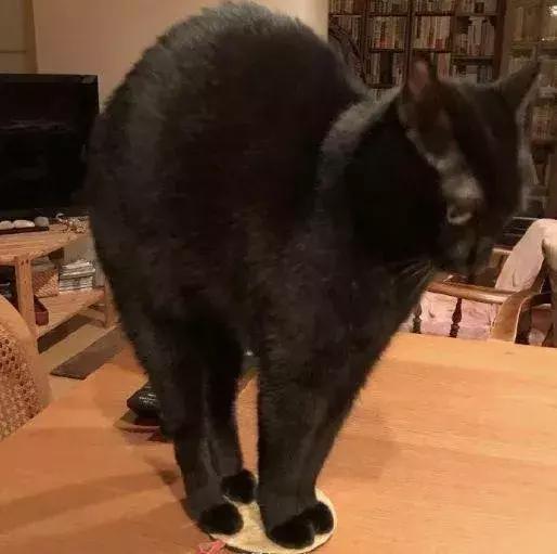 怎样可以封印住一只猫,咋样可以快速封印猫咪