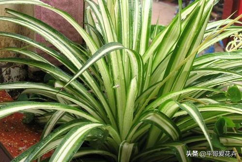 水培吊兰叶尖发黑可以剪掉吗,吊兰叶尖发黄怎么处理视频