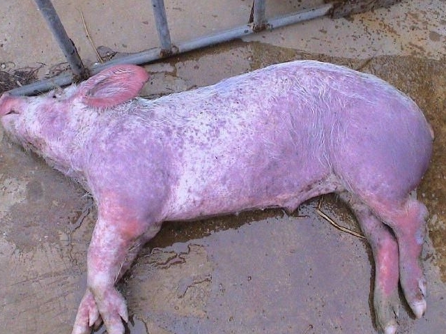 猪皮肤全身发紫怎么治,猪身上发紫怎么治疗土方法