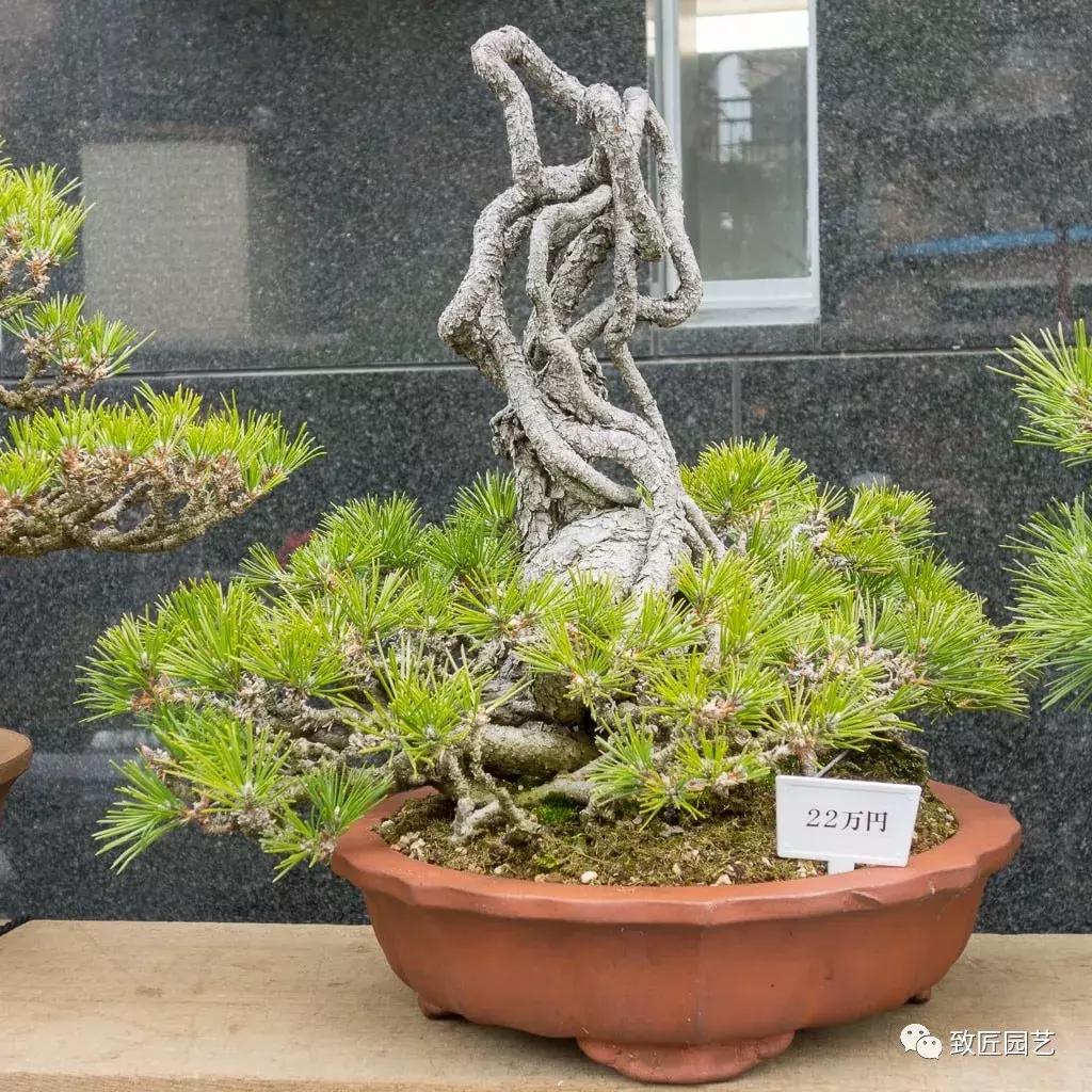 提根盆景造型大全大图,漂亮的提根盆景图片