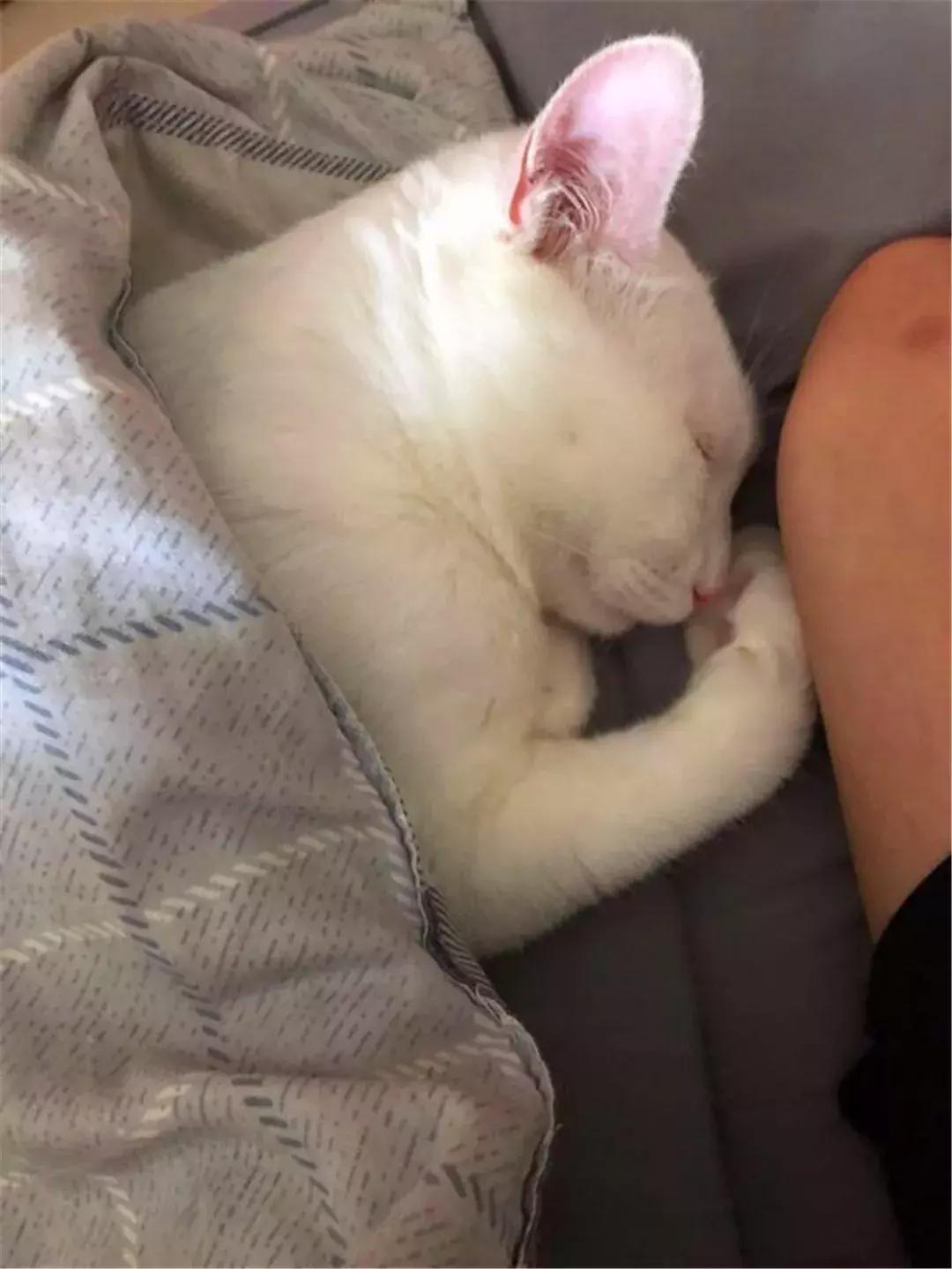 主人给猫绝育手术须知,绝育以后主人如何对它好