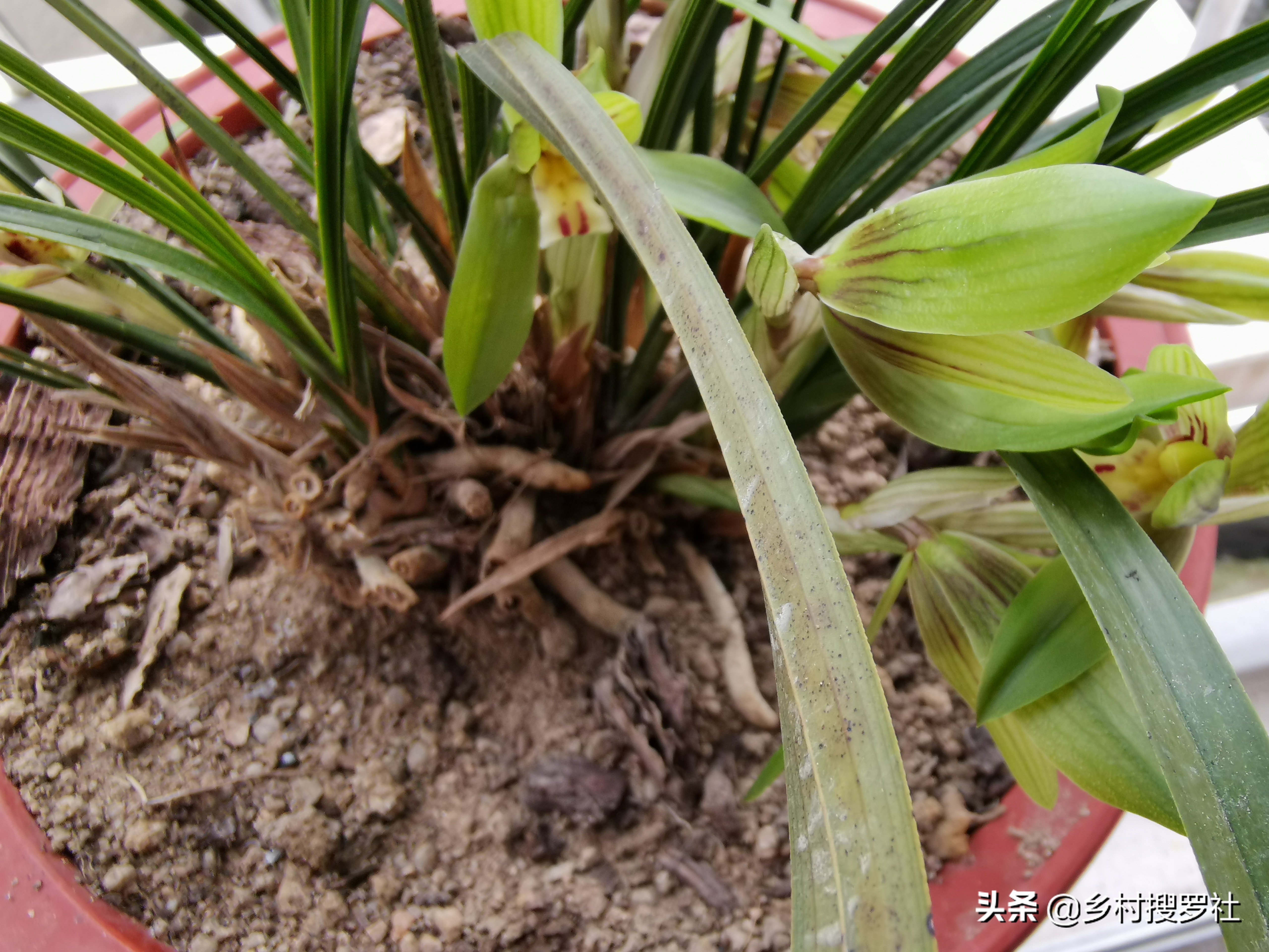 叶片起黑斑冬季爆发的兰花疾病,恶霉灵能治疗兰花叶片发黄黑斑吗