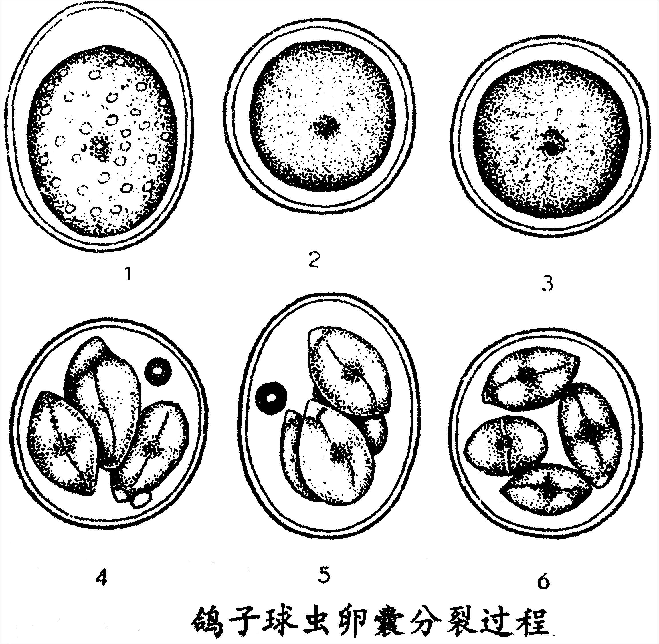 怎么防止幼鸽死亡,如何预防赛鸽的疾病发生