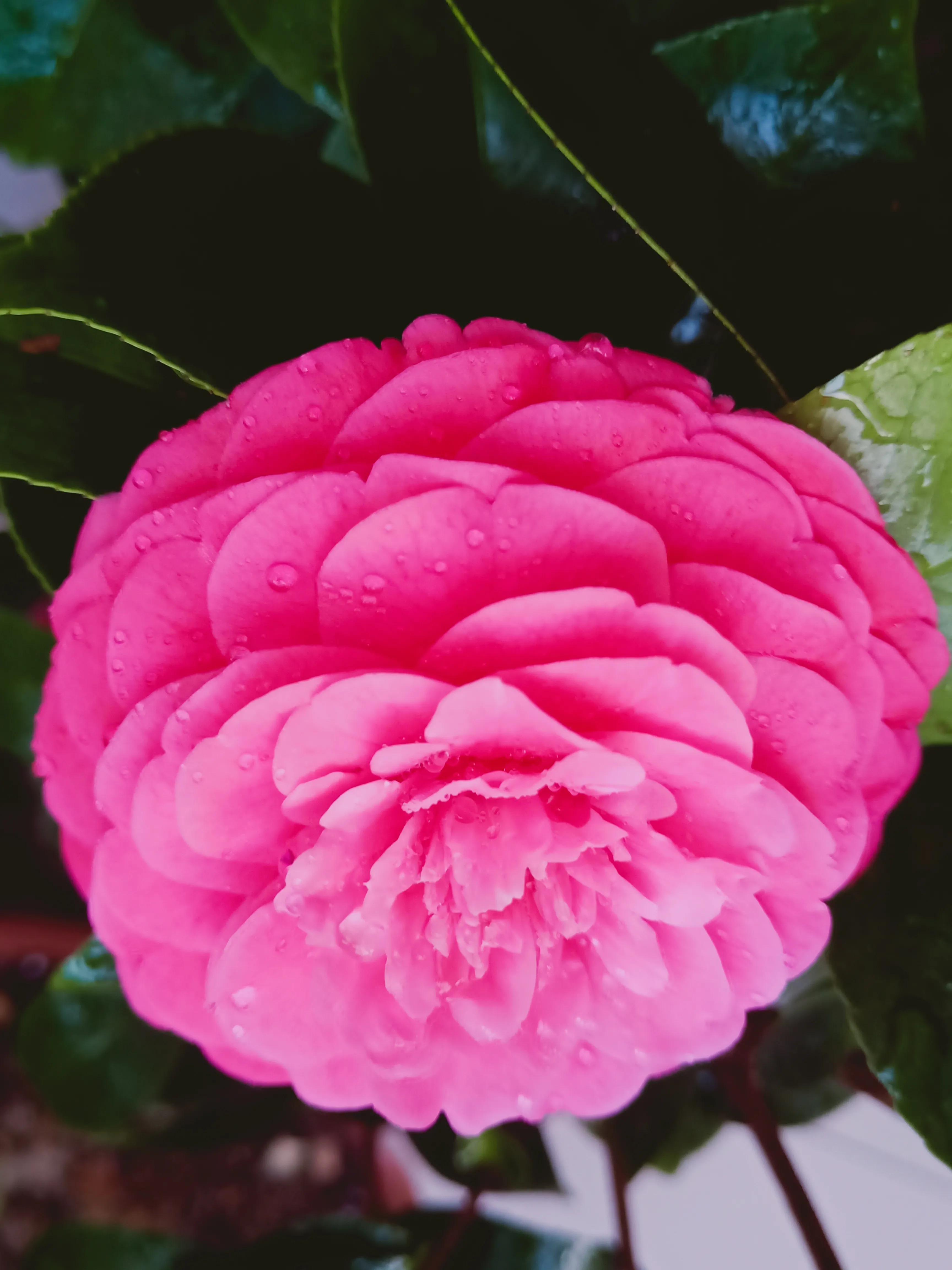 茶花状元红与六角大红区别,茶花状元红花期有多长时间