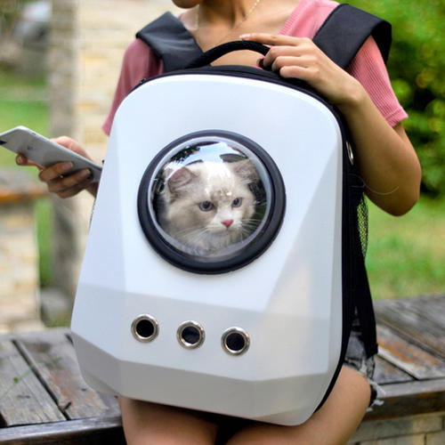 猫咪进猫包训练,如何训练猫咪进猫包