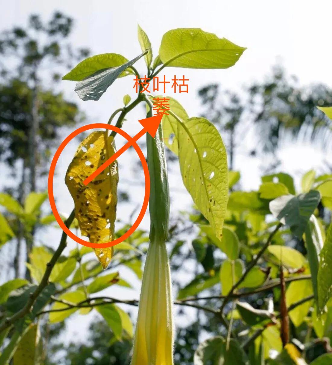 大棚秋葵种植技术大全,大棚种植秋葵一年可种几茬