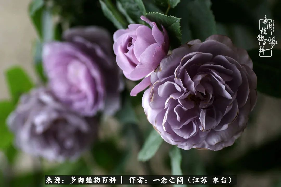 遇见花开蓝莓糖,遇见花开蔬菜沙拉酱
