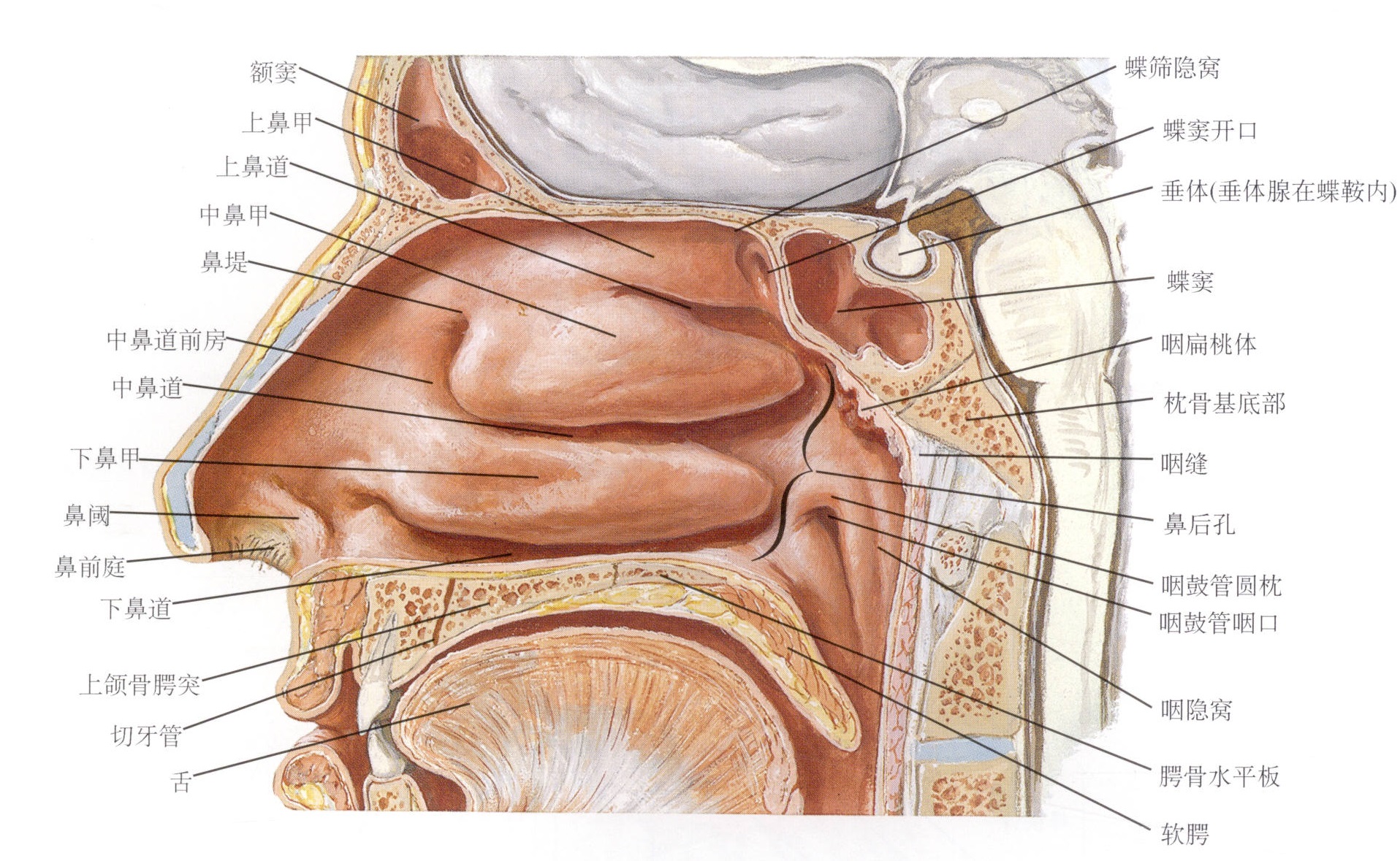 慢性鼻窦炎长期治疗用什么药,慢性鼻窦炎的案例