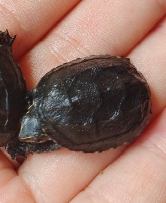 麝香龟的繁殖方法图解,麝香龟繁殖箱