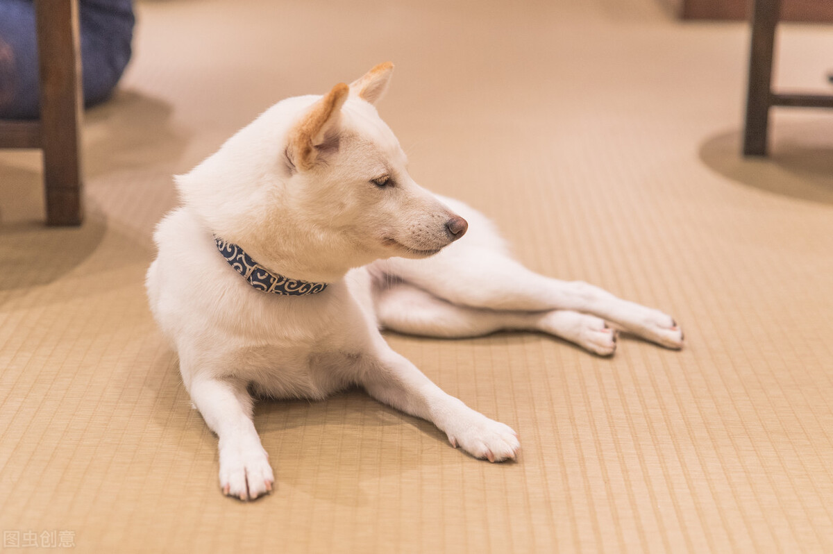 因表情包走红网络,网红柴犬表情包我只想拥有快乐