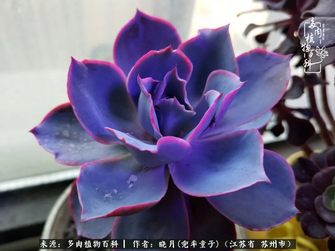 六年时间环游22个国家,却被多肉小萌物征服