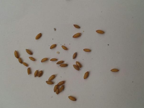 卫生间飞虫怎么消灭最好,卫生间有小小的飞虫该怎么除去它