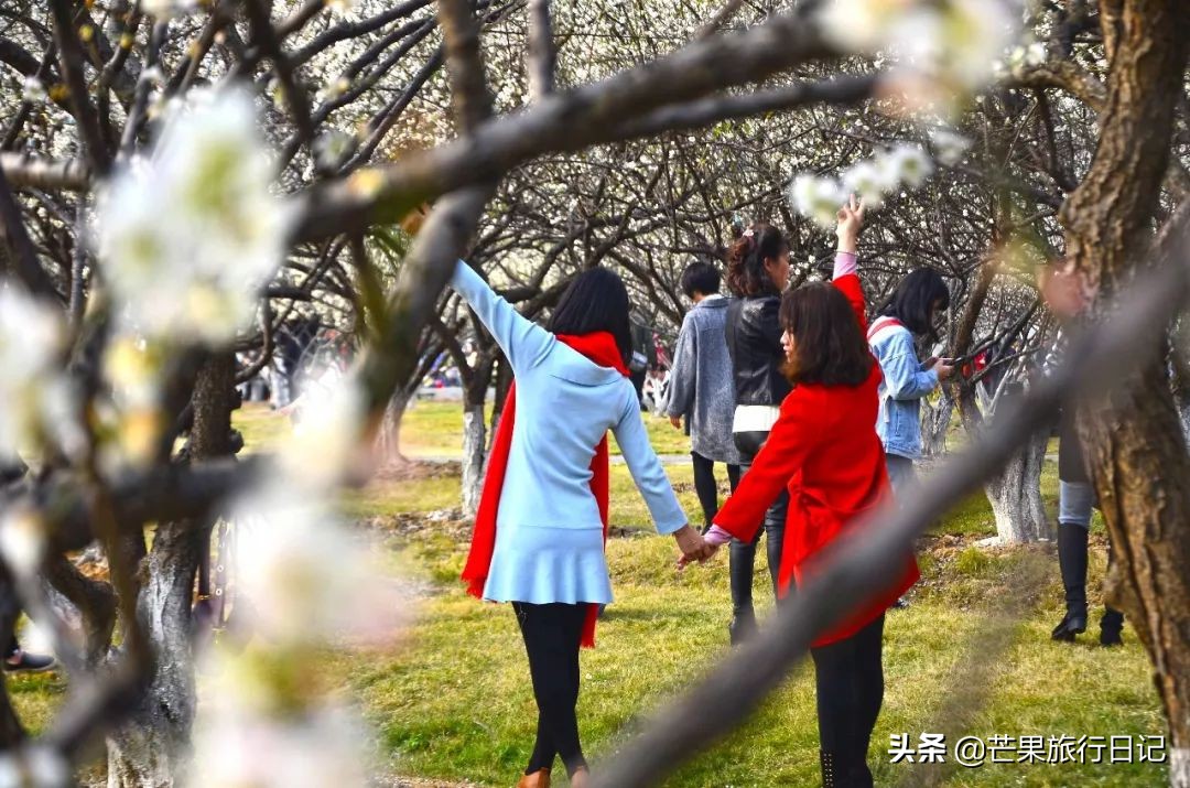 广州除了萝岗还有什么地方看梅花,广州萝岗还有梅花看吗