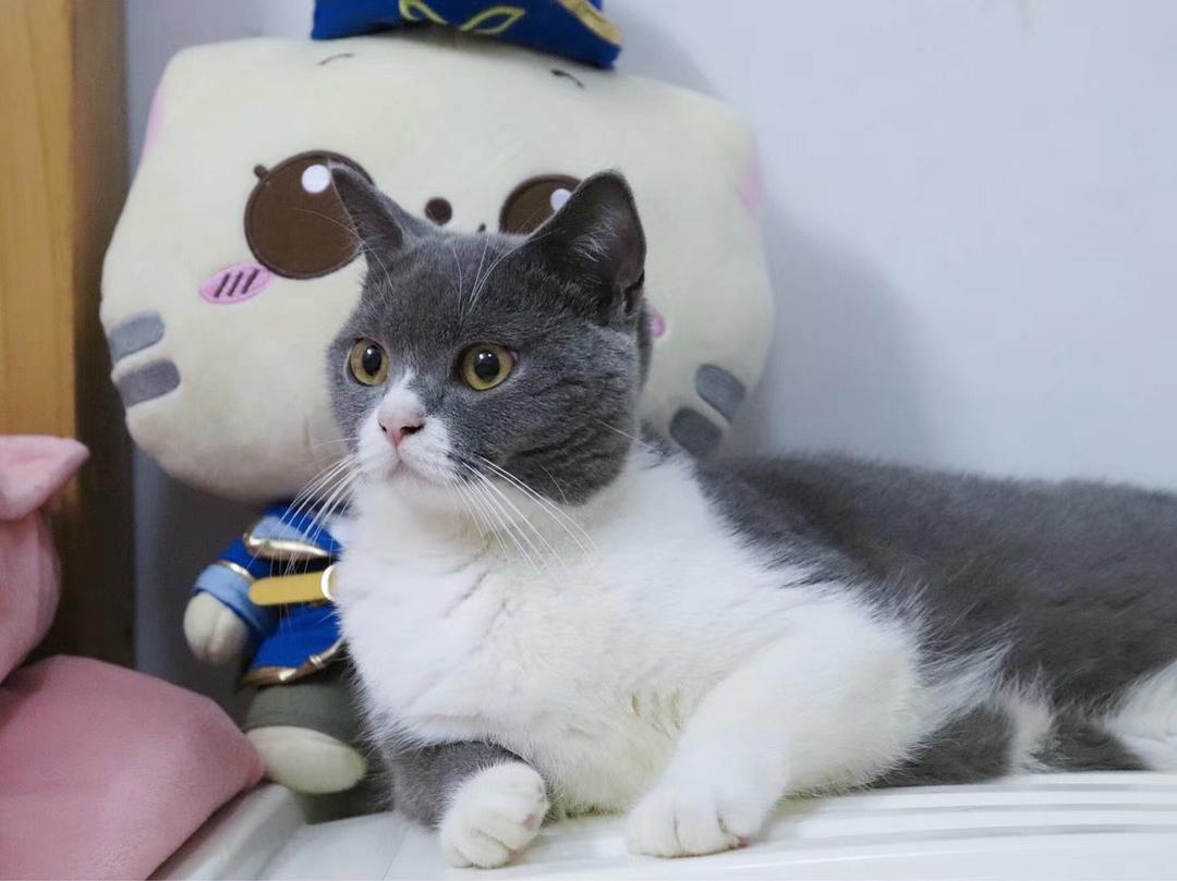 英短虎斑猫黑下巴怎么回事,银渐层猫咪黑下巴治疗