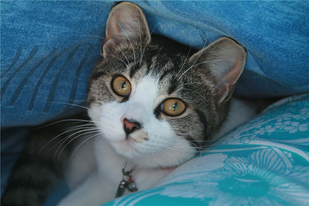 猫尿在沙发上怎么彻底去除猫尿味,猫咪尿在猫窝洗了之后还能用不