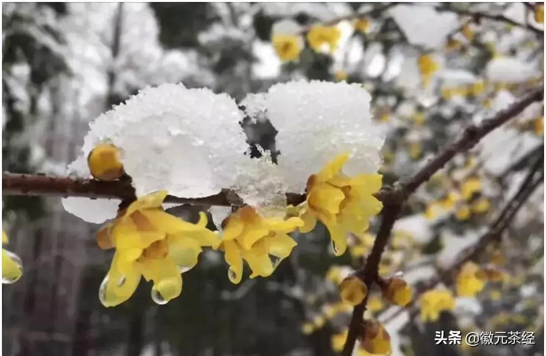 踏雪寻梅腊梅,踏雪寻梅红梅傲雪