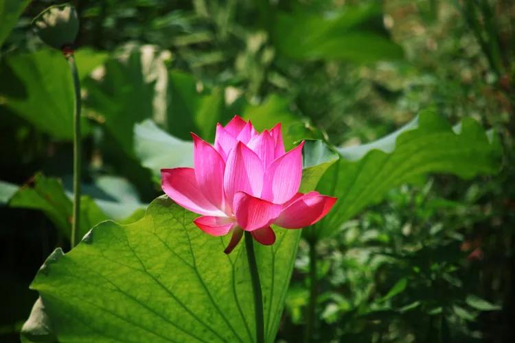 尼康入门单反,单反快速入门攻略