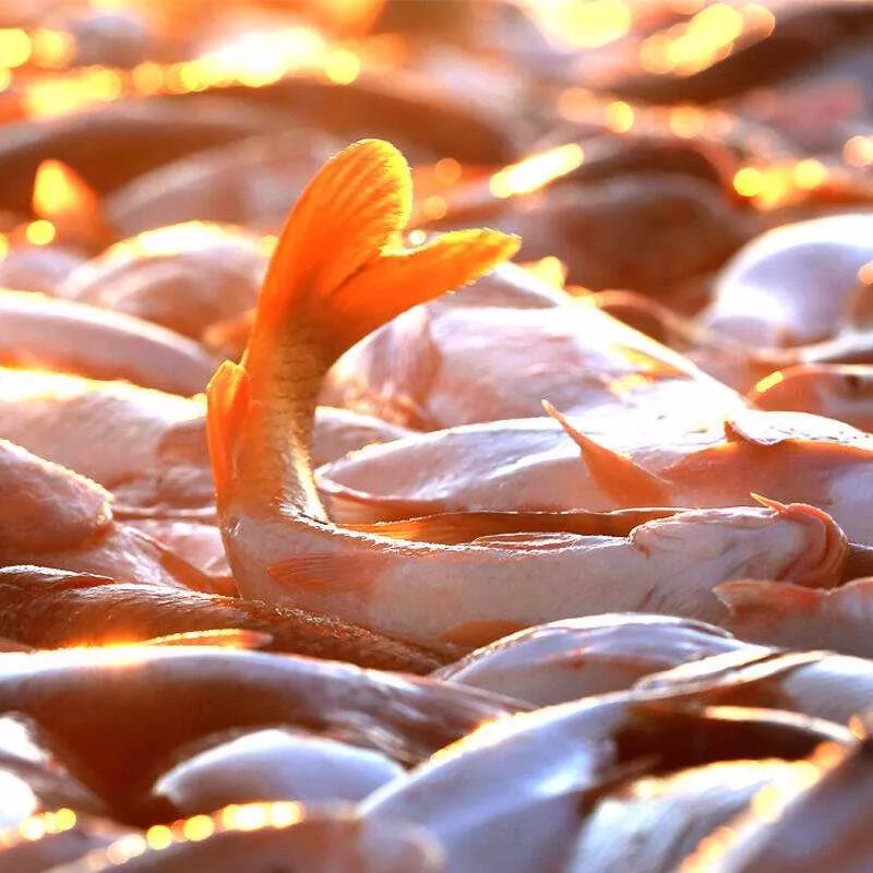 北方的美食,北方的好吃东西