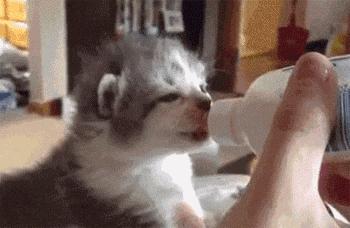 新手养刚出生的小奶猫怎么养,刚出生的小奶猫如何喂养才能养活