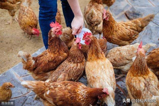 鸡嗉囊积食怎么解决,土鸡嗉囊有饲料不消化怎么办