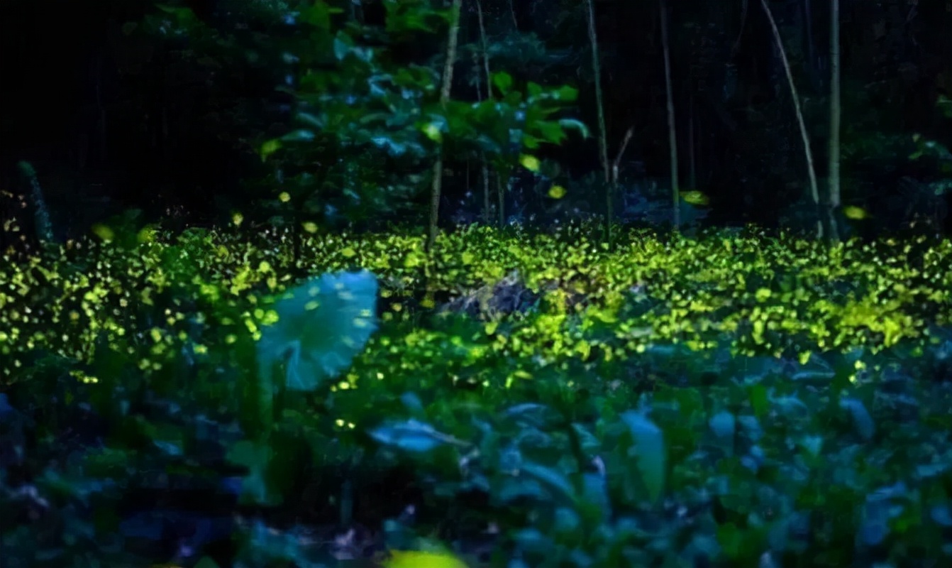 地球上最复杂最庞大的生态系统是,世界上最大的热带雨林生态系统