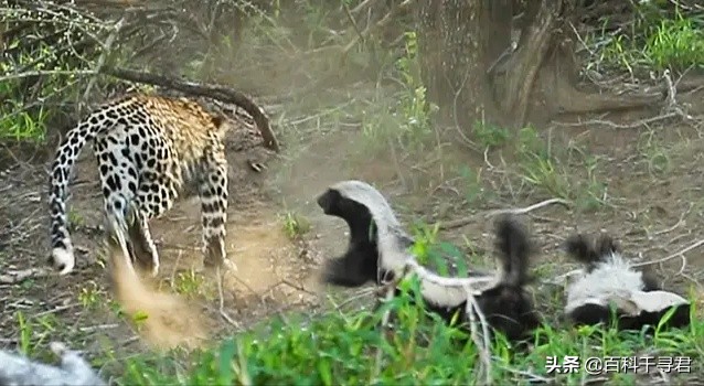 蜜獾的生存能力真有那么强吗,蜜獾为何无所畏惧