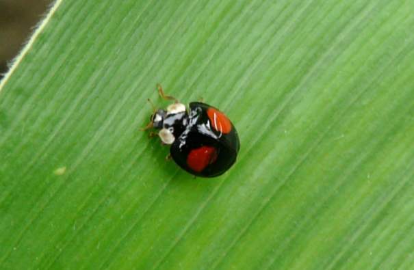 瓢虫是甲虫吗,瓢虫与甲虫形态的主要区别