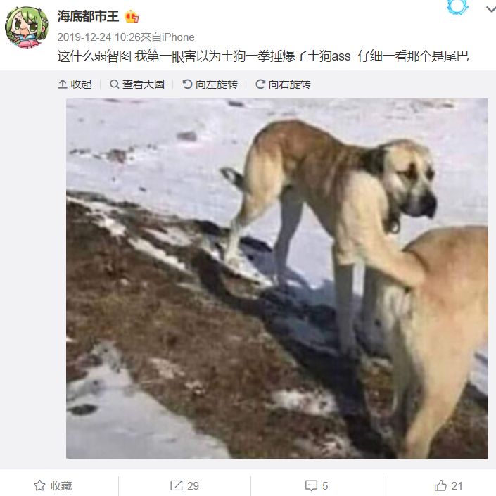 *兽禽**们搞起比利来有多“骚”？